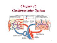 Chapter 15 Cardiovascular System