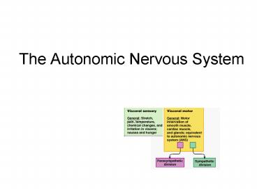 The Autonomic Nervous System