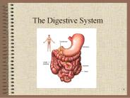 The Digestive System