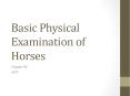Basic Physical Examination of Horses PowerPoint PPT Presentation