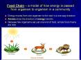 Food Chain  PowerPoint PPT Presentation