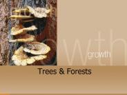 Trees