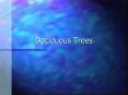 Deciduous Trees PowerPoint PPT Presentation