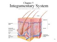 Integumentary System