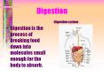 Digestion PowerPoint PPT Presentation