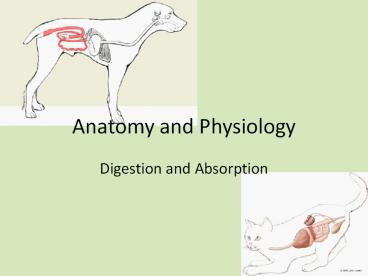 Anatomy and Physiology