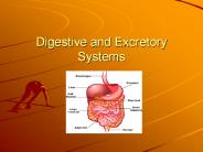 Digestive and Excretory Systems PowerPoint PPT Presentation