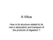 A Villus