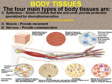 BODY TISSUES