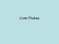 Liver Flukes PowerPoint PPT Presentation