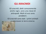 GLI%20ARACNIDI