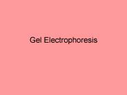 Gel Electrophoresis