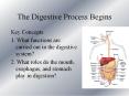 The Digestive Process Begins PowerPoint PPT Presentation