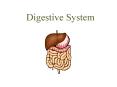 Digestive System PowerPoint PPT Presentation