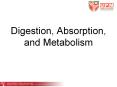 Digestion, Absorption, and Metabolism PowerPoint PPT Presentation