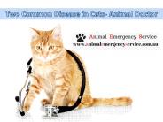 Animal Doctor