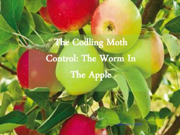 Codling Moth Control: The Worm In The Apple