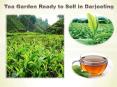 Tea Garden Ready to Sell in Darjeeling PowerPoint PPT Presentation