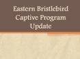 Eastern Bristlebird Captive Program Update PowerPoint PPT Presentation