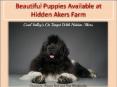 Beautiful Puppies Available at Hidden Akers Farm PowerPoint PPT Presentation