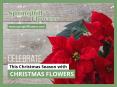 Different Types of Christmas Flowers PowerPoint PPT Presentation