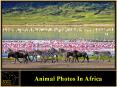 Animal Photos In Africa PowerPoint PPT Presentation
