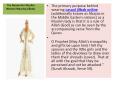 The Reason for Muslim Women Wearing Jilbabs PowerPoint PPT Presentation
