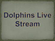 Dolphins live stream
