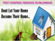 Pest Control Services in Kengeri (1)
