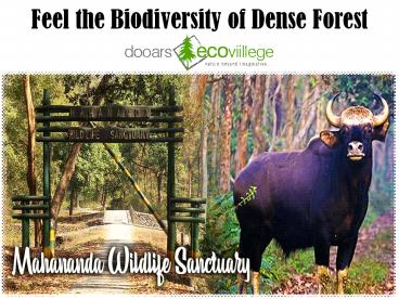 Feel the Biodiversity of Dense Forest