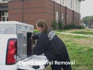 Expert Squirrel Removal