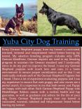 Sacramento Dog Training PowerPoint PPT Presentation