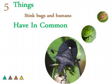 5 Things Stink Bugs and Humans Have In Common