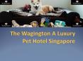 Luxury Pet Hotel in Singapore PowerPoint PPT Presentation