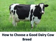 How to Choose a Good Dairy Cow Breed