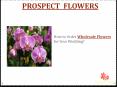 Prospect Flowers is Best Wholesale Wedding Flowers in India PowerPoint PPT Presentation