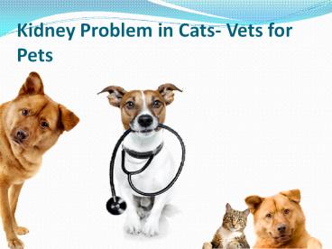 Kidney Problem Cares Vet