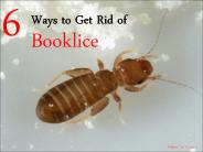 6 Ways to Get Rid of Booklice