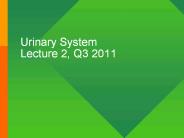 Urinary%20System%20Lecture%202,%20Q3%202011