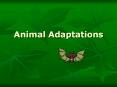 Animal Adaptations PowerPoint PPT Presentation