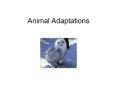 Animal Adaptations PowerPoint PPT Presentation
