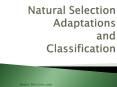 Natural Selection Adaptations and Classification PowerPoint PPT Presentation