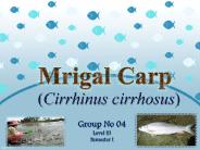 Mrigal carp