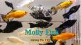 molly fish PowerPoint PPT Presentation