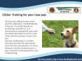 Toy Breed Puppies PowerPoint PPT Presentation