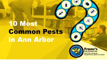 10 Most Common Pests in Ann Arbor