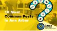10 Most Common Pests in Ann Arbor PowerPoint PPT Presentation