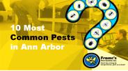 10 Most Common Pests in Ann Arbor