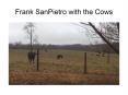 Frank SanPietro with the Cows PowerPoint PPT Presentation