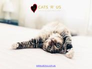 Cat Boarding Melbourne - Cats R Us